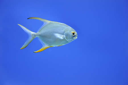 Underwater scene, showing different colorful fishes swimmingの写真素材