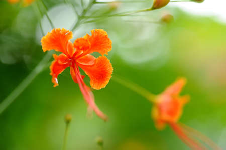 Very beautiful hibiscus flower in a Sri Lankan Gardenの写真素材