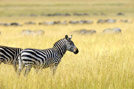 Zebra on grassland in Africa, National park of Kenyaの写真素材