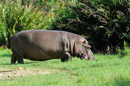 Hippo family (Hippopotamus amphibius) outside the water, Africaの写真素材