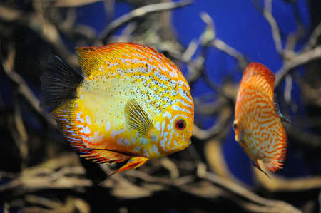 Underwater scene, showing different colorful fishes swimming