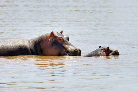 Hippo (Hippopotamus amphibius) in the water, Kenya, Africaの写真素材