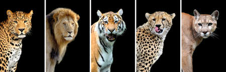 Five big wild cats (leopard, tiger, lion, cheetah, puma) Five big wild cats (leopard, tiger, lion, cheetah, puma)