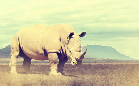 Wild african rhino. Vintage effect. National park of Kenya, Africaの写真素材