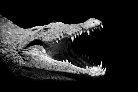 Crocodile on dark background. Black and white imageの写真素材