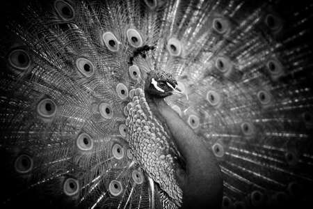 Peacock on dark background. Black and white imageの写真素材
