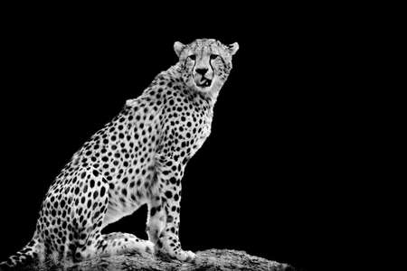 Cheetah on dark background. Black and white imageの写真素材
