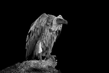 Vulture on dark background. Black and white imageの写真素材