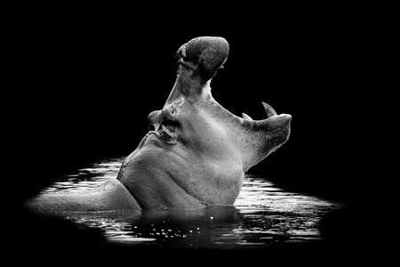 Hippo in water on dark background. Black and white image