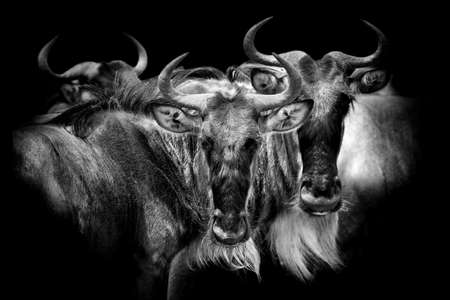 Wildebeest on dark background. Black and white imageの写真素材