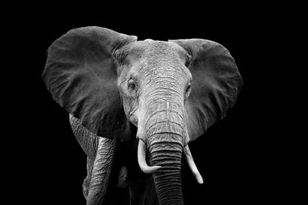 Elephant on dark background. Black and white imageの写真素材