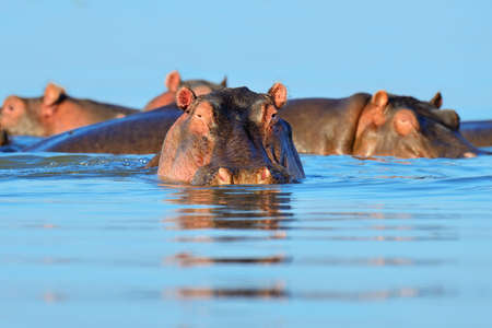 Hippo (Hippopotamus amphibius) in the water, Kenya, Africaの写真素材