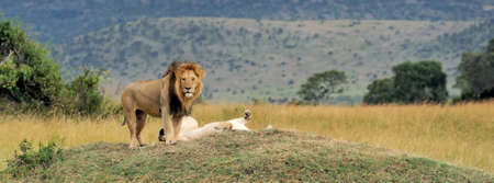 Close lion in National park of Kenya, Africaの写真素材
