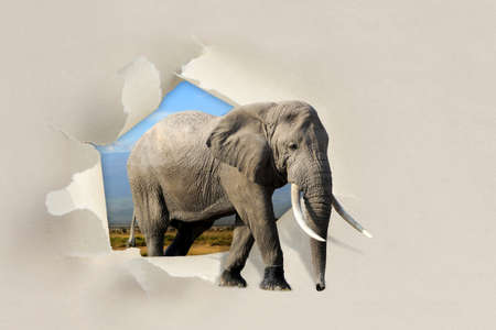 Elephant looking through a hole torn sheet of the paperの写真素材