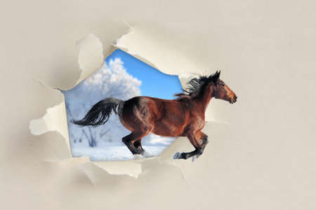 Horse running through a hole torn sheet of the paperの写真素材