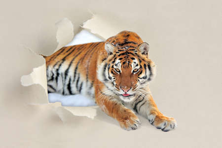 Tiger looking through a hole torn sheet of the paper