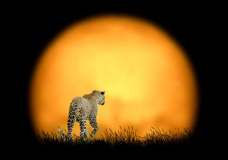 Leopard on the background of sunset. Large sun on a dark backgroundの写真素材