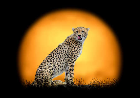 Cheetah on the background of sunset. Large sun on a dark backgroundの写真素材