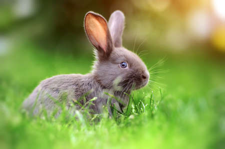 Little rabbit on green grass in summer dayの写真素材