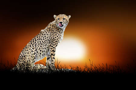 Cheetah against on the background of african sunsetの写真素材