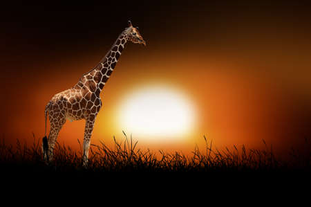 Giraffe against on the background of african sunsetの写真素材