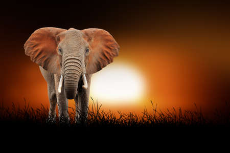 Elephant against on the background of african sunsetの写真素材