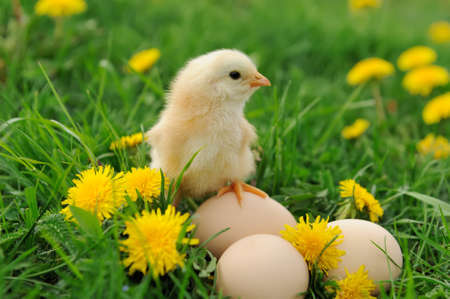 Beautiful little chicken on green grass in gardenの写真素材