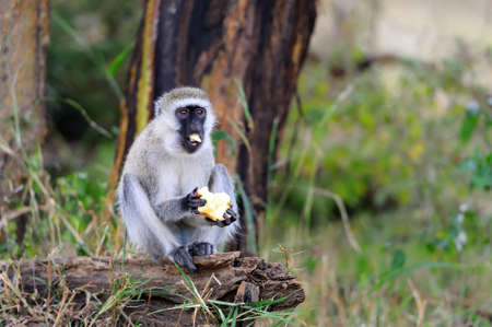 Vervet Monkey eat apple, National park of Kenya, Africaの写真素材