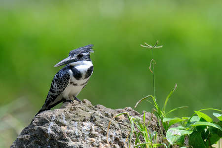 Pied Kingfisher on stone in Kenya, Africaの写真素材
