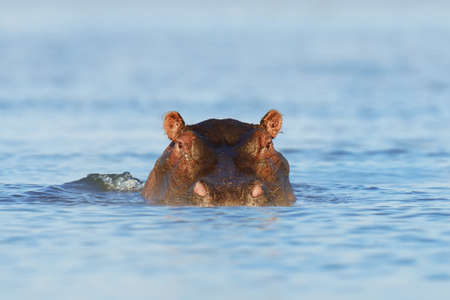Hippo (Hippopotamus amphibius) in the water, Kenya, Africaの写真素材
