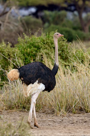 Male of African ostrich (Struthio camelus) in National reserve park of Kenya