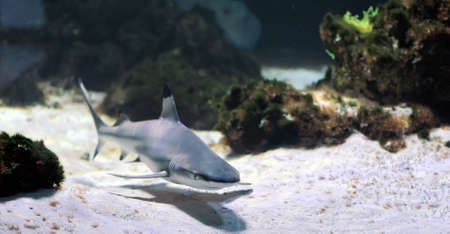 Whitetip reef shark (Triaenodon obesus) in the coral reefの写真素材