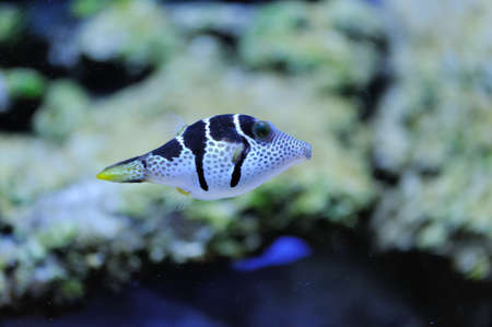 Underwater scene, showing different colorful fishes swimming