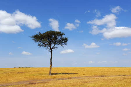 Beautiful landscape with tree in Africa