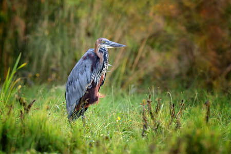 Close-up heron in a grass on river coastの写真素材