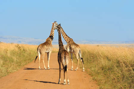 Giraffe in National park of Kenya, Africaの写真素材
