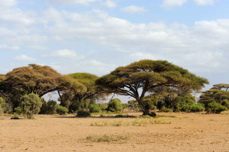 Savannah landscape in the National park of Kenya, Africaの写真素材