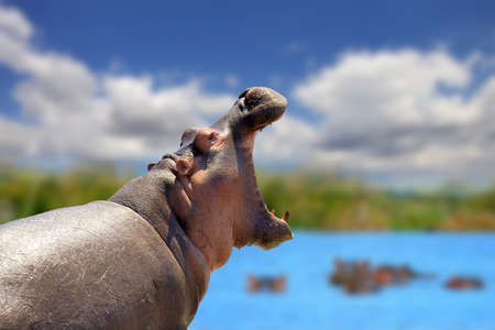 Hippo on lake in Africa, National park of Kenyaの写真素材