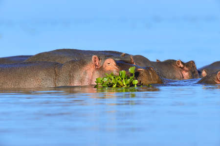 Hippo (Hippopotamus amphibius) in the water, Kenya, Africaの写真素材