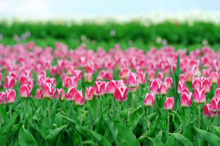 Close-up beautiful pink tulips in spring fieldの写真素材