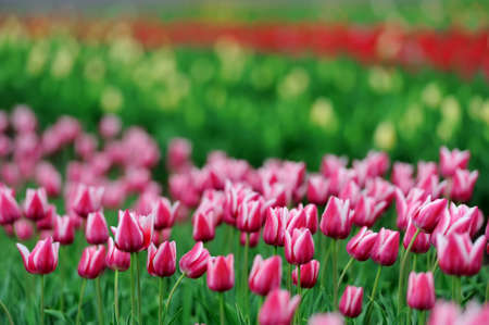 Close-up beautiful pink tulips in spring fieldの写真素材