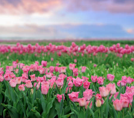 Close-up beautiful pink tulips in spring fieldの写真素材