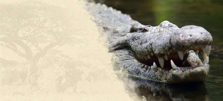 Crocodile on textured paper. Animal on a background of old paperの写真素材