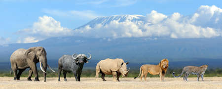 Big five africa - Lion, Elephant, Leopard, Buffalo and Rhinocerosの写真素材
