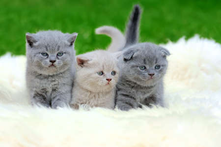Three cute gray kitten on fur white blanket on nature