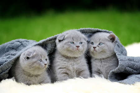 Three cute gray kitten on fur white blanket on natureの写真素材