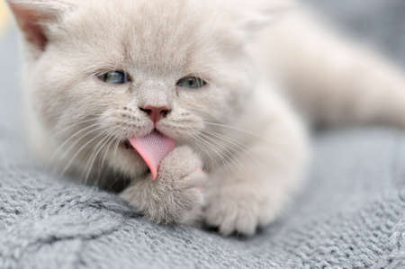 Cute gray funny baby kitten in gray clothの写真素材