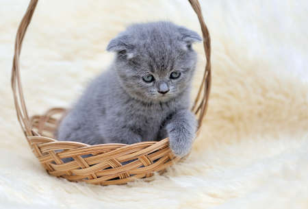 Little kitten sitting in the basket on white blanketの写真素材
