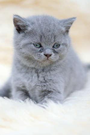 Close funny little gray kitten on white blanketの写真素材