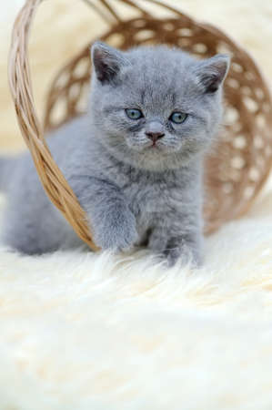Little kitten sitting in the basket on white blanketの写真素材